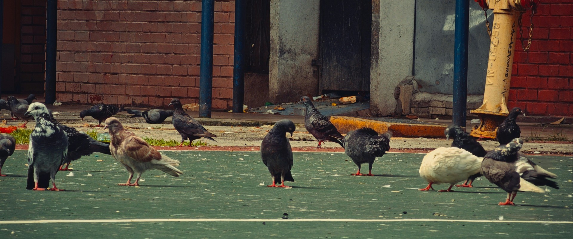 Pigeons congregate on a rooftop of an urban building