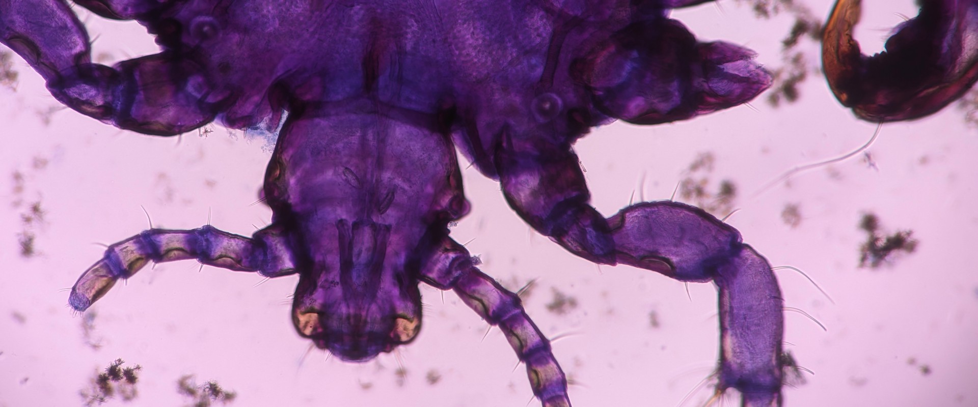 Microscopic closeup of the mouth of a purple arthropodic parasite