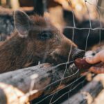 Turning Real-Life Drama into Scholarly Insight: Lessons from the Wild Boars Rescue