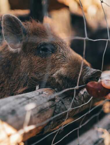 Turning Real-Life Drama into Scholarly Insight: Lessons from the Wild Boars Rescue