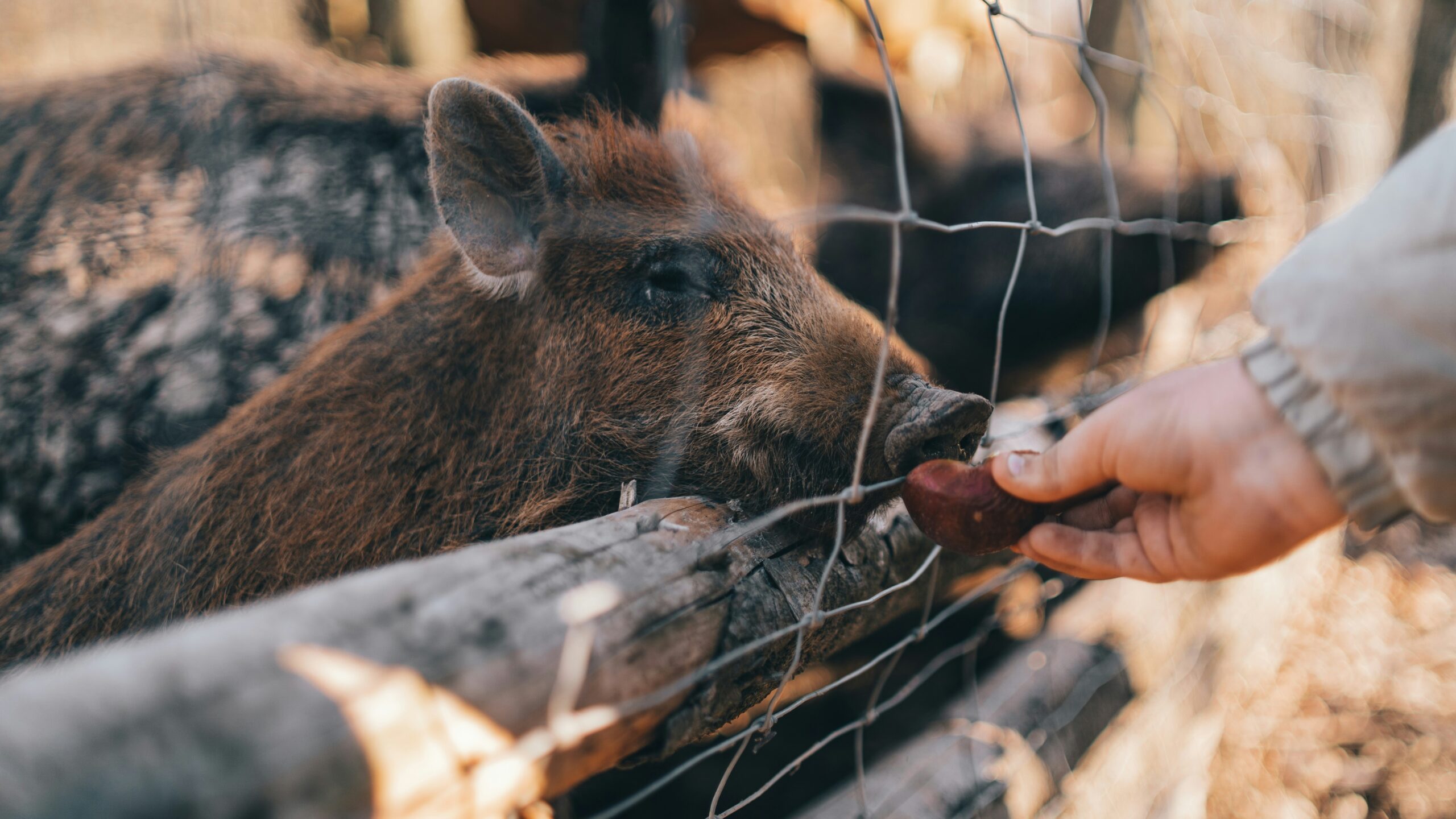 Turning Real-Life Drama into Scholarly Insight: Lessons from the Wild Boars Rescue